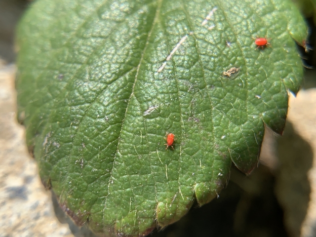 赤ダニ(タカラダニ)