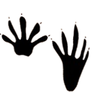 アライグマの足跡