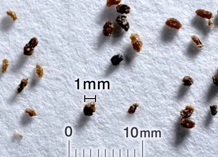 チャバネゴキブリの糞