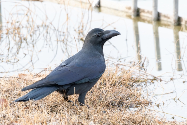 ハシブトガラス