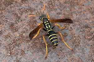 フタモンアシナガバチ