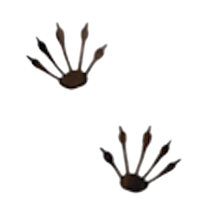 コウモリの足跡