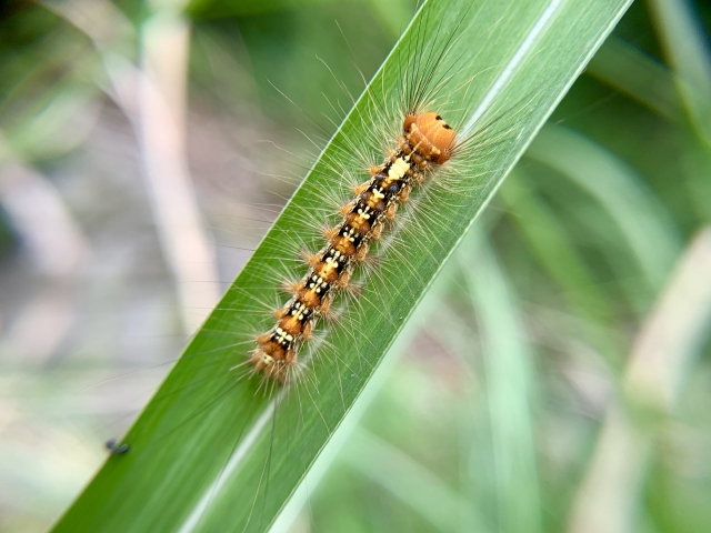 マイマイガ幼虫