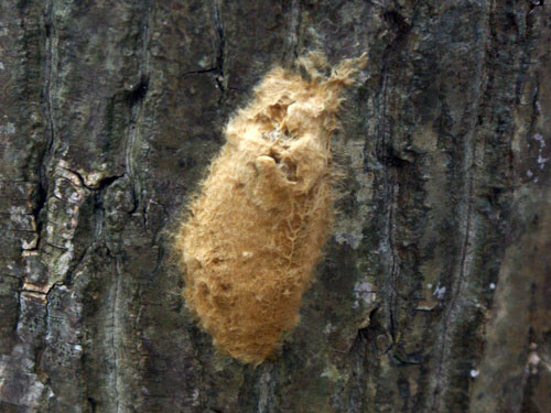 マイマイガ卵塊