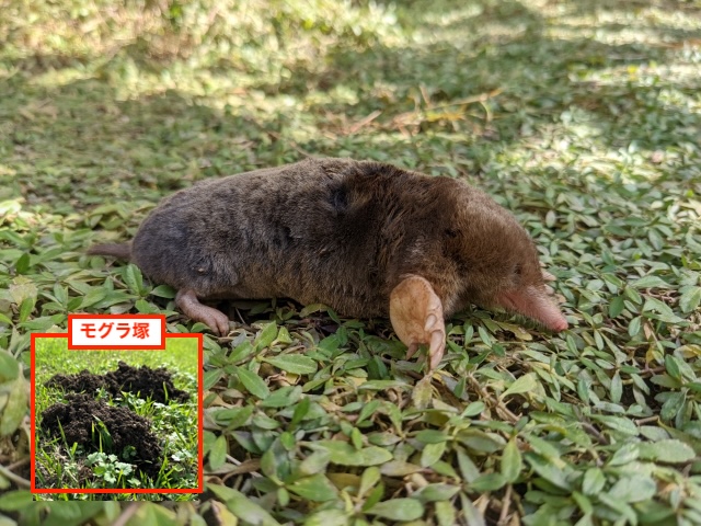 モグラ