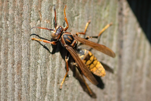 セグロアシナガバチ