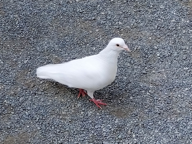 白い鳩