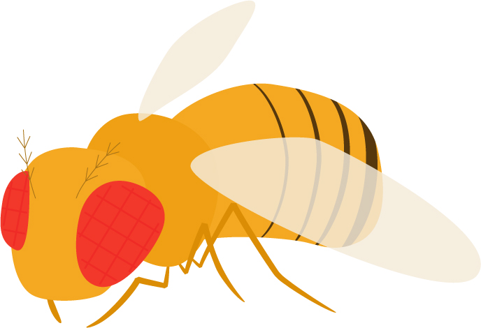 ショウジョウバエ