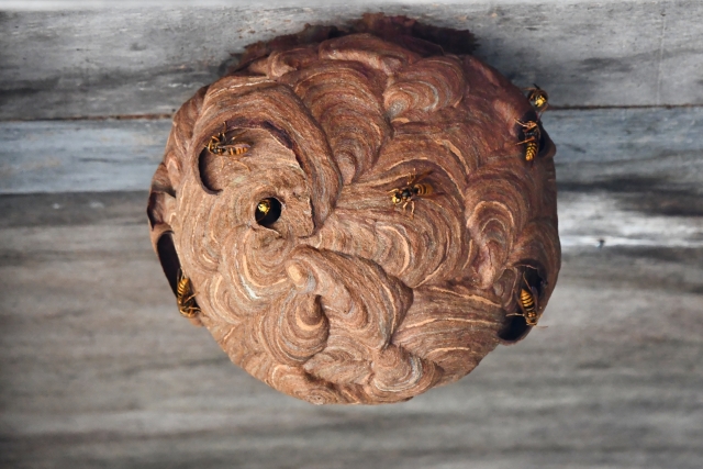 スズメバチの巣