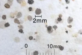 トコジラミのフン