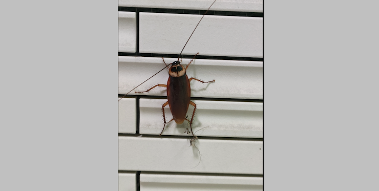 ワモンゴキブリ