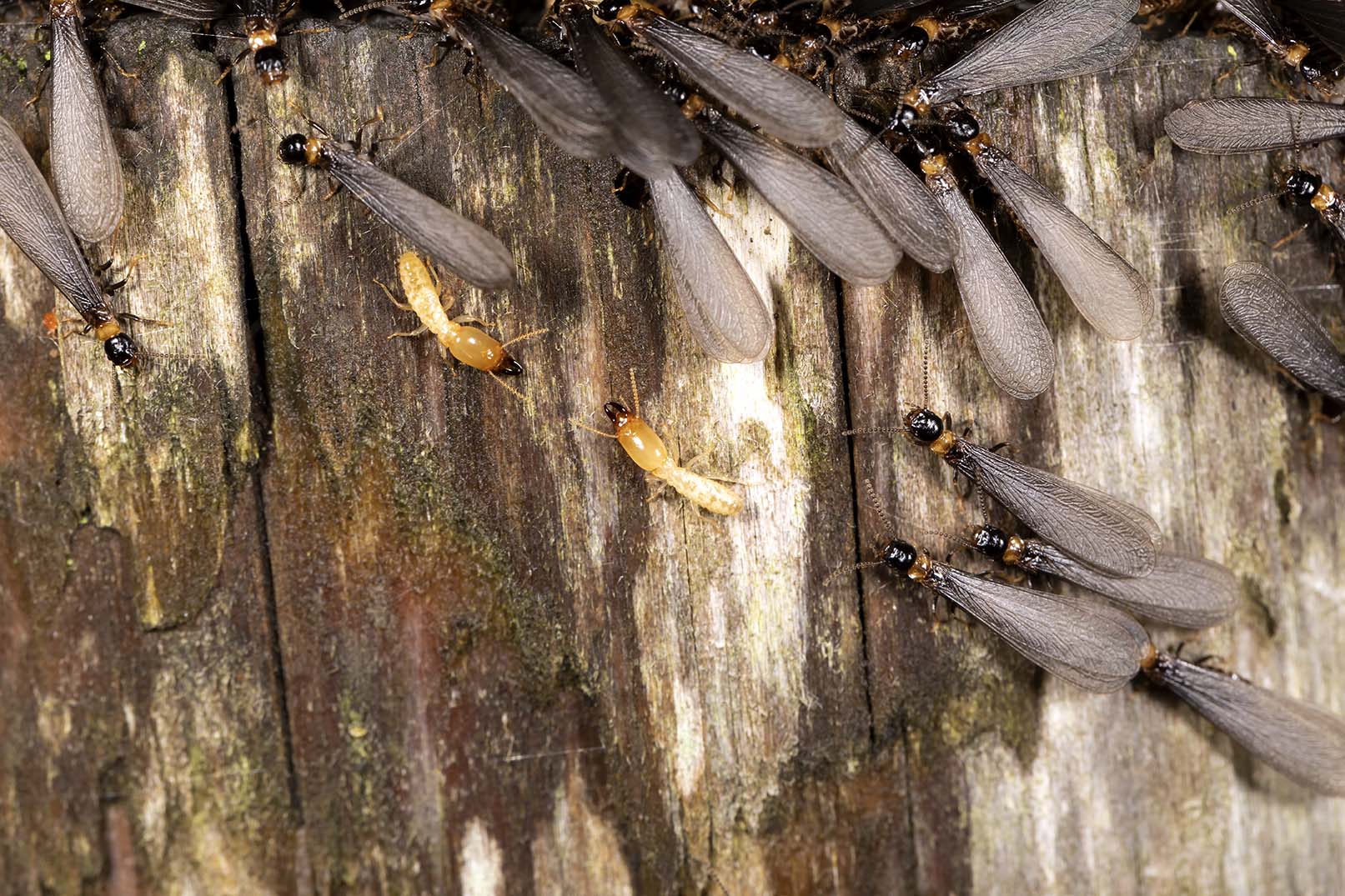 ヤマトシロアリ