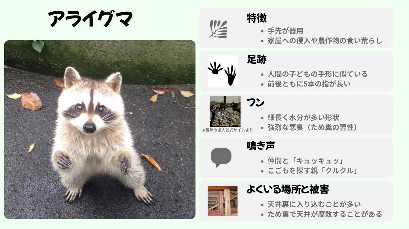 アライグマ特徴