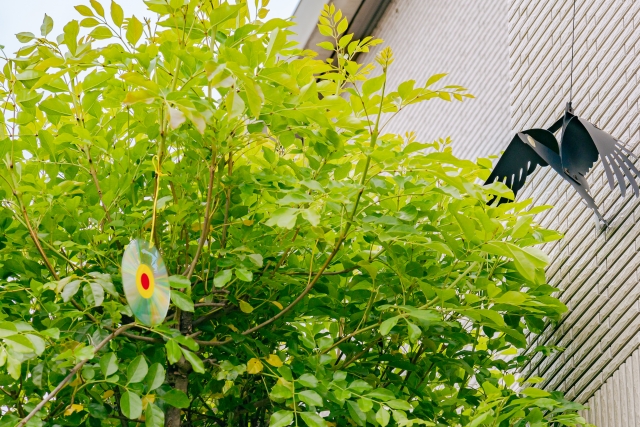 鳥よけCD