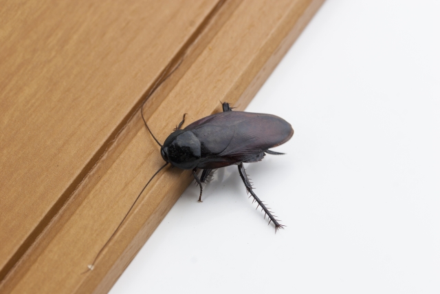 ゴキブリ