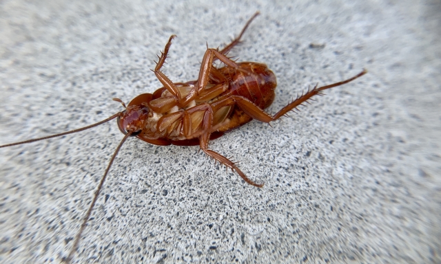 ゴキブリ