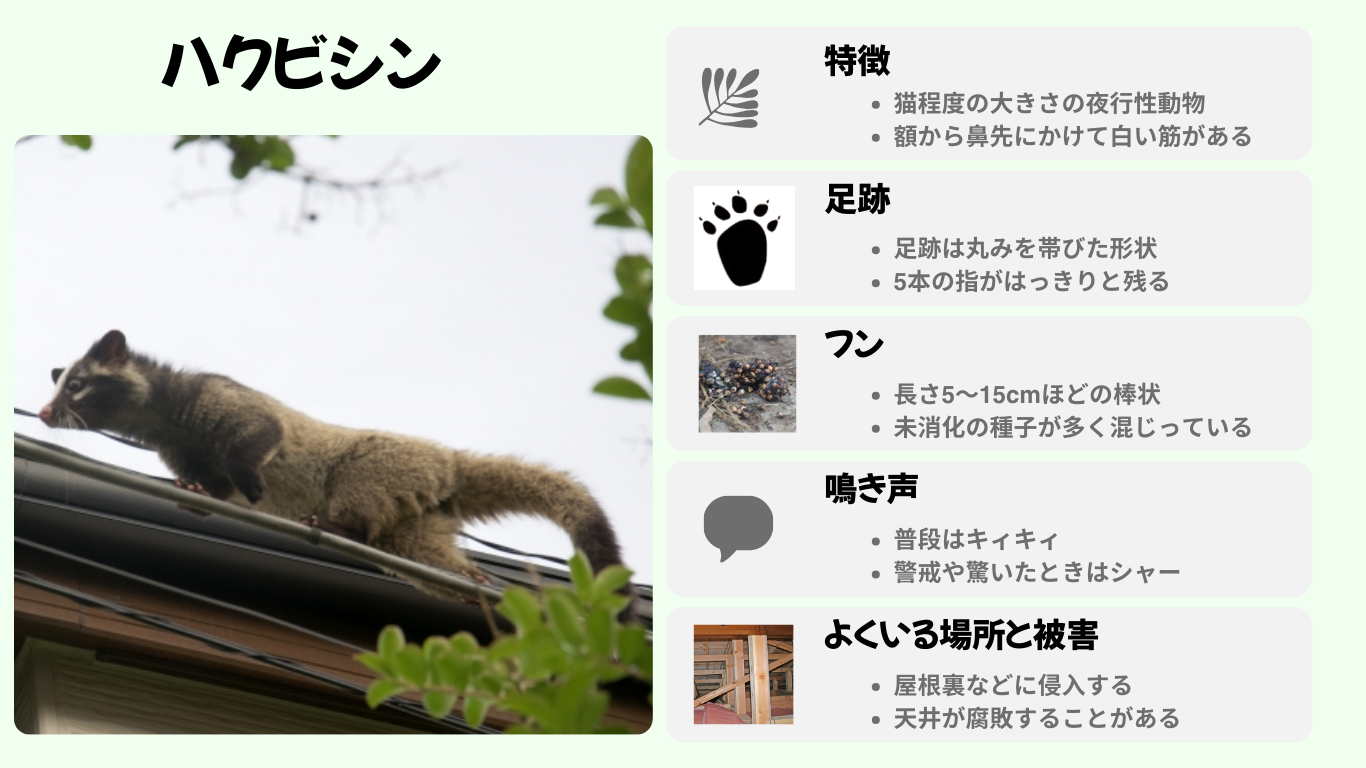 ハクビシン特徴