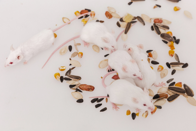 ハツカネズミイメージ