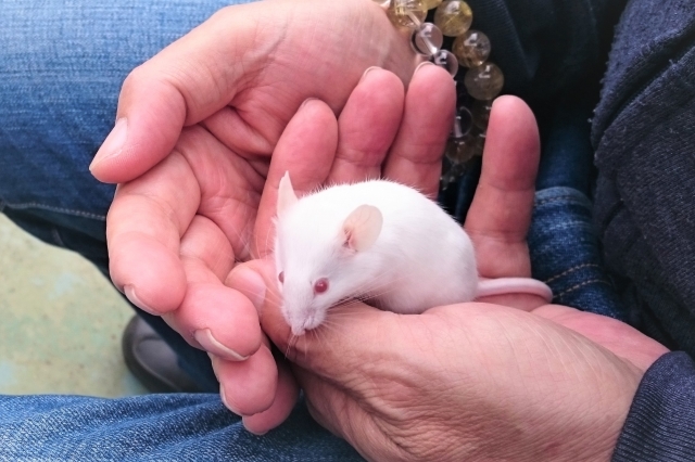 ハツカネズミペット