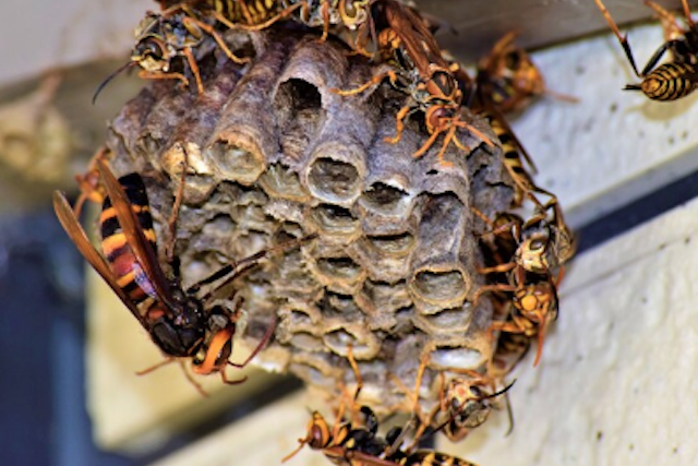 ヒメスズメバチの巣