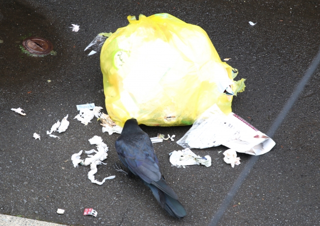 カラスゴミ荒らし