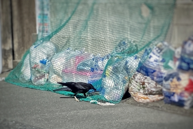 カラスゴミ荒らし