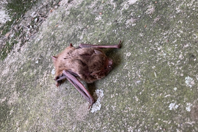 コウモリの赤ちゃん