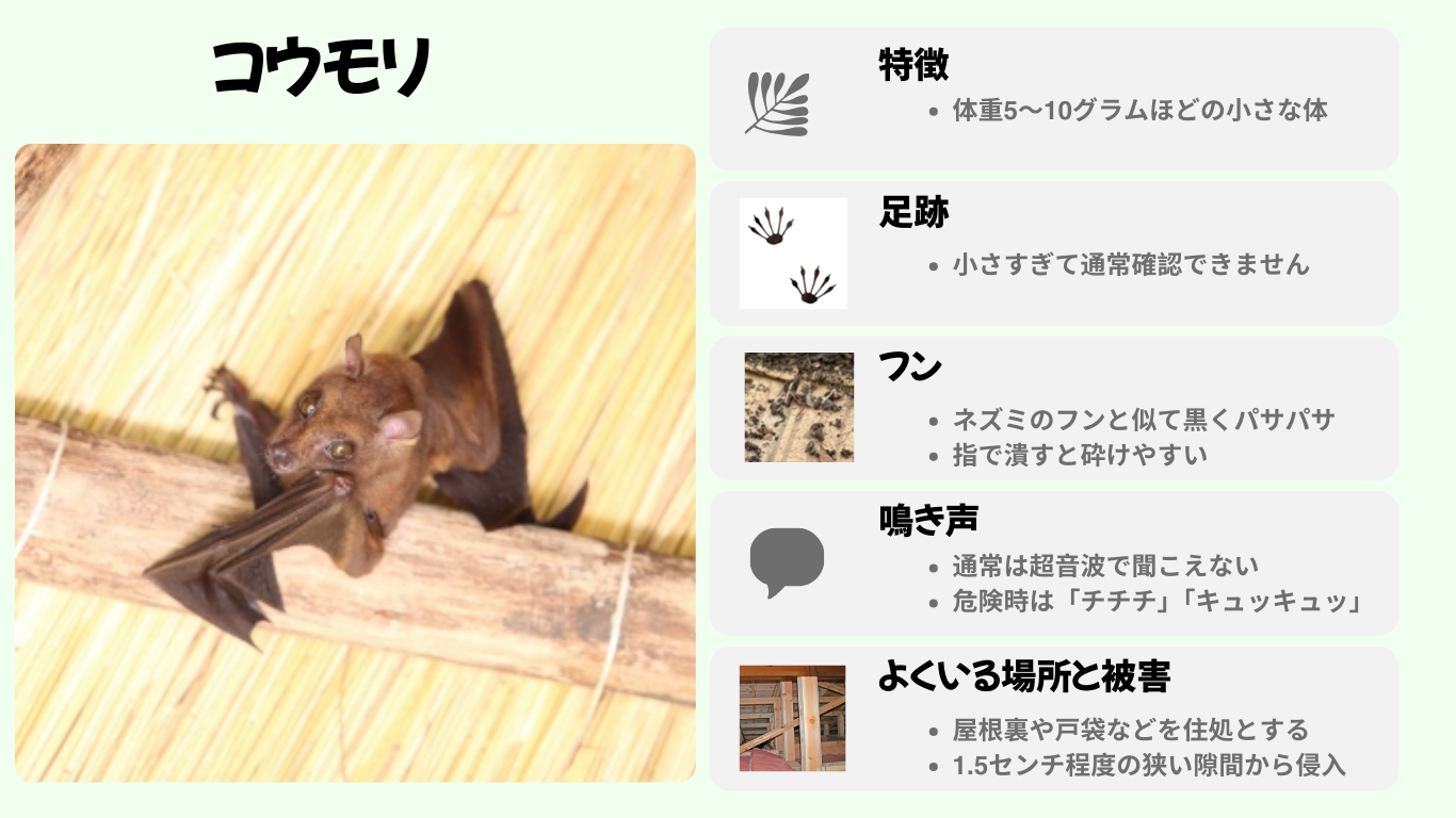 コウモリ特徴