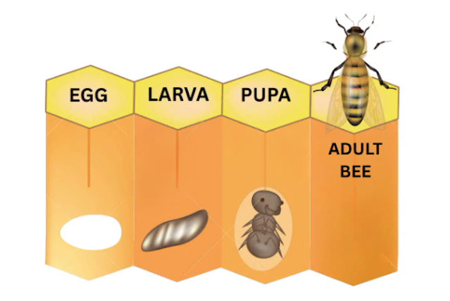 ミツバチのライフサイクル