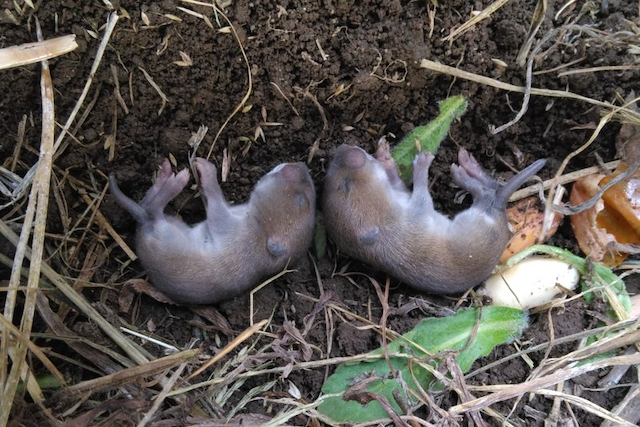 もぐらの赤ちゃん