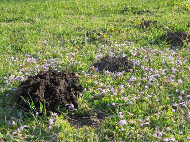 モグラの穴