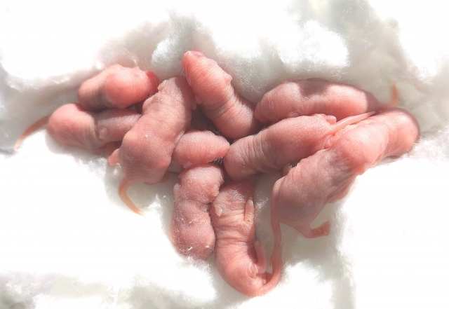 ネズミの赤ちゃん