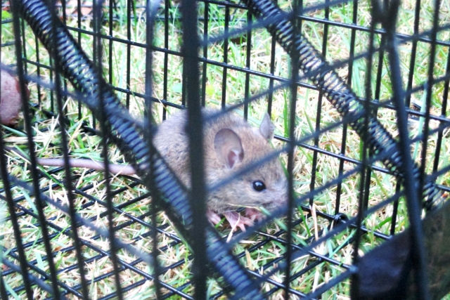 ネズミ捕獲