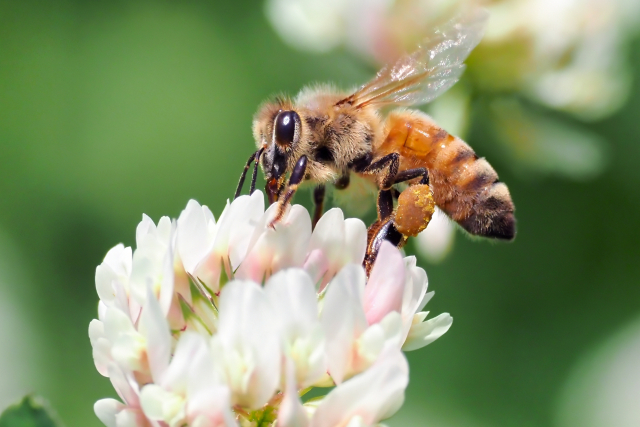 セイヨウミツバチ
