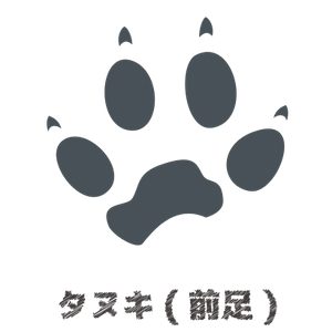 タヌキ足跡前足