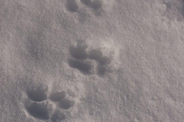 タヌキの足跡