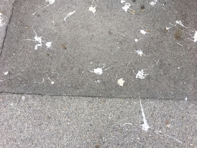 鳥のフン