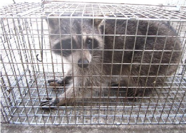 千葉県九十九里町で捕獲されたアライグマ