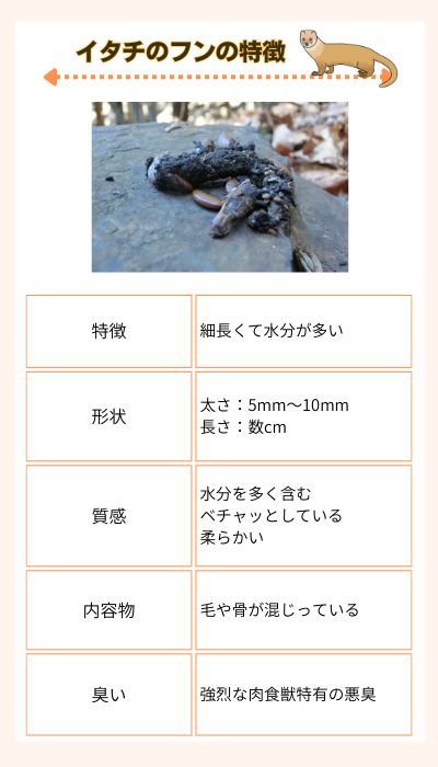 イタチの糞の特徴