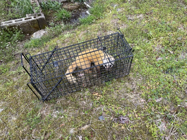 イタチ捕獲