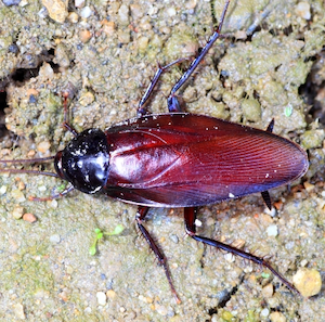 赤いクロゴキブリ画像