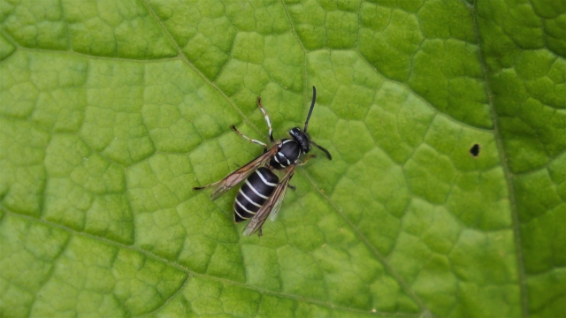 クロスズメバチ