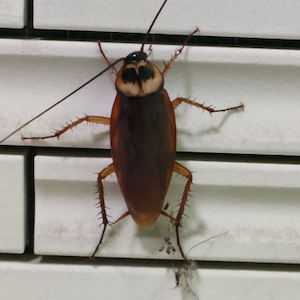 赤いワモンゴキブリ画像