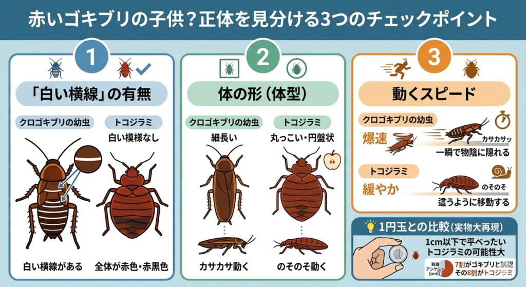 図解:赤いゴキブリの子供なのか正体を見分ける3つのチェックポイント