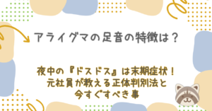 アライグマの足音の特徴は？夜中の『ドスドス』は末期症状！元社員が教える正体判別法と今すぐすべき事