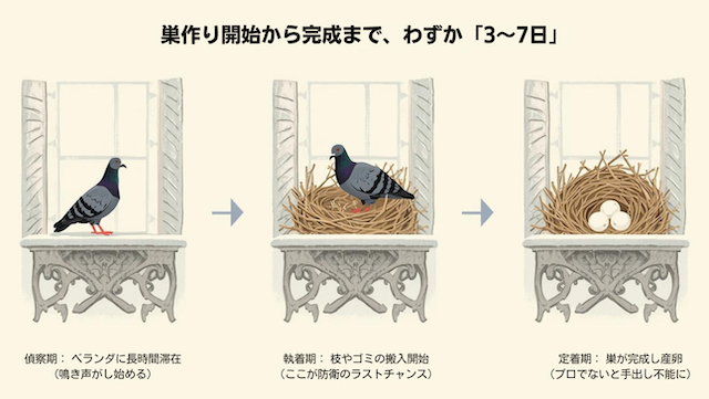 ハトの巣作り開始から完成まで、わずか「3〜7日」