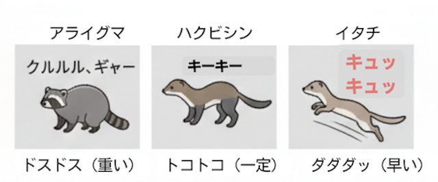 アライグマ・ハクビシン・イタチの正体判別法