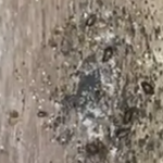 トコジラミ血糞