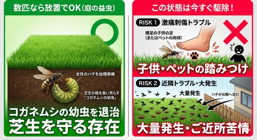 ツチバチを「放置していいケース」と「今すぐ駆除すべき2大境界線」の判断基準を左右の○×でわかりやすく対比したインフォグラフィック図解。

画面左側の緑色の「放置OK」セクションでは、ツチバチが芝生を枯らす天敵であるコガネムシの幼虫を土の中で退治してくれる「庭の益虫」としての生態が、綺麗な芝生の断面イラストと共に大きなマルマークで描かれている。

画面右側の赤色の「今すぐ駆除」セクションでは、即座にプロに依頼すべき危険な「2大境界線」を可視化。1つ目は、庭を裸足で走る子供やペットが地面にいるツチバチを誤って踏みつけてしまう「激痛刺傷トラブル」のリスク。2つ目は、土壌環境により庭全体に何十匹ものハチが群がって無数の巣穴を作り、お隣の敷地へ侵入して深刻な「近隣トラブル」に発展する大量発生状態のリスクが、大きなバツマークと共に描かれている。

おとなしい益虫としてのメリットを理解しつつも、生活動線との重複やご近所への被害というデッドラインを見極める重要性を、スマホ画面でも文字を詰め込まず直感的に伝えるクリーンなデザイン。